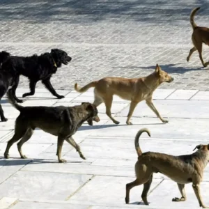 Αγέλη αδέσποτων σκυλιών επιτέθηκε σε 61χρονη τουρίστρια σε χωριό της Πιερίας: Συνελήφθη ο αντιδήμαρχος της περιοχής