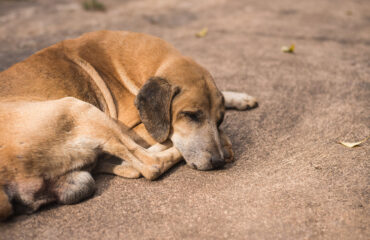 Θεσσαλονίκη: 43χρονος κακοποιούσε σκύλο μπροστά στα μάτια 33χρονης – Συνελήφθησαν και οι δύο