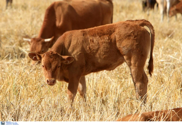 Λέσβος: «Φρένο» στην αγορά γάλακτος και παραγωγών του σε όλο το νησί λόγω κρούσματος αφθώδους πυρετού