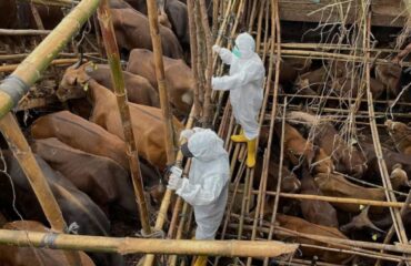 Λέσβος: Kηρύχθηκε σε κατάσταση έκτακτης ανάγκης λόγω της εμφάνισης του αφθώδη πυρετού