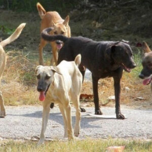 «Εφιάλτης» για γυναίκα στην Πάτρα: Δέχθηκε άγρια επίθεση από αγέλη σκύλων