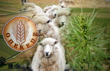 Πρωτοφανές: Δηλωμένα πρόβατα στον ΟΠΕΚΕΠΕ έφαγαν… μισό λιβάδι χασίς σε φυτεία της Θεσσαλίας!