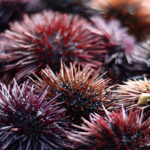 Χαλκίδα: Χειροπέδες σε 44χρονο που ψάρεψε παράνομα πάνω από 2.500 χιλιάδες αχινούς (φωτο)