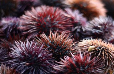 Χαλκίδα: Χειροπέδες σε 44χρονο που ψάρεψε παράνομα πάνω από 2.500 χιλιάδες αχινούς (φωτο)