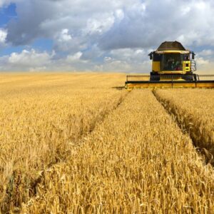 Μέχρι το 1981 η Ελλάδα είχε αυτάρκεια στην παραγωγή σιταριού με εκατομμύρια τόνους – Τώρα αναζητεί εισαγωγές