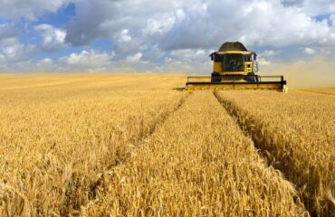 Μέχρι το 1981 η Ελλάδα είχε αυτάρκεια στην παραγωγή σιταριού με εκατομμύρια τόνους – Τώρα αναζητεί εισαγωγές