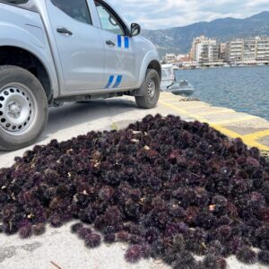 Ασυνείδητοι στην Αλεξανδρούπολη ψάρεψαν παράνομα περισσότερους από 16.000 αχινούς – Χειροπέδες σε πέντε άτομα