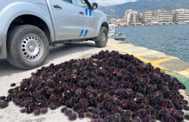 Ασυνείδητοι στην Αλεξανδρούπολη ψάρεψαν παράνομα περισσότερους από 16.000 αχινούς – Χειροπέδες σε πέντε άτομα
