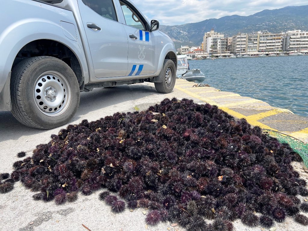 Ασυνείδητοι στην Αλεξανδρούπολη ψάρεψαν παράνομα περισσότερους από 16.000 αχινούς – Χειροπέδες σε πέντε άτομα