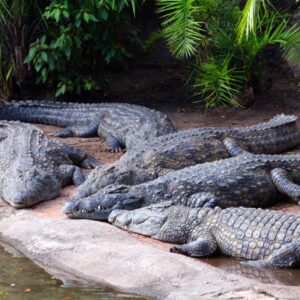 Η Ινδία θα σταματήσει την παράνομη μετανάστευση από το Μπαγκλαντές με εκατοντάδες κροκόδειλους και αλιγάτορες!