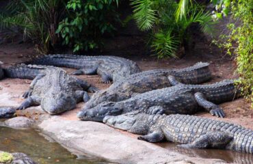 Η Ινδία θα σταματήσει την παράνομη μετανάστευση από το Μπαγκλαντές με εκατοντάδες κροκόδειλους και αλιγάτορες!