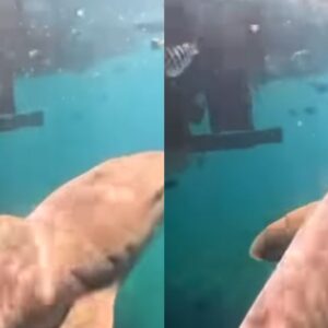 Βίντεο: Καρχαρίας δαγκώνει δύτρια στο πόδι
