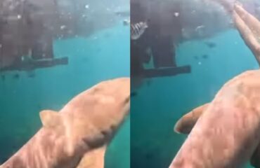 Βίντεο: Καρχαρίας δαγκώνει δύτρια στο πόδι