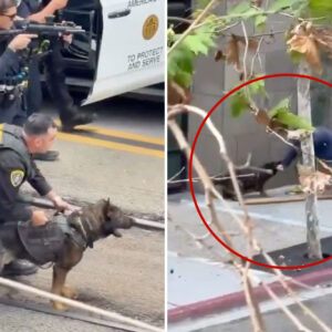 Βίντεο: Η στιγμή που σκύλος Κ9 της αστυνομίας του Σαν Ντιέγκο βοηθά στη σύλληψη άνδρα