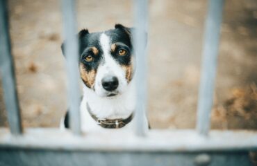 Συνελήφθη 37χρονος στα Χανιά: Είχε οκτώ σκυλιά στο μαντρί του σε κακές συνθήκες