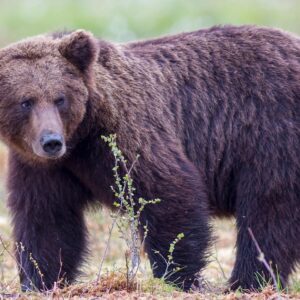 Αμερικανικός Στρατός: «Δύο στρατιώτες δέχθηκαν επίθεση από καφέ αρκούδα σε άσκηση στην Αλάσκα»
