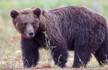 Αμερικανικός Στρατός: «Δύο στρατιώτες δέχθηκαν επίθεση από καφέ αρκούδα σε άσκηση στην Αλάσκα»