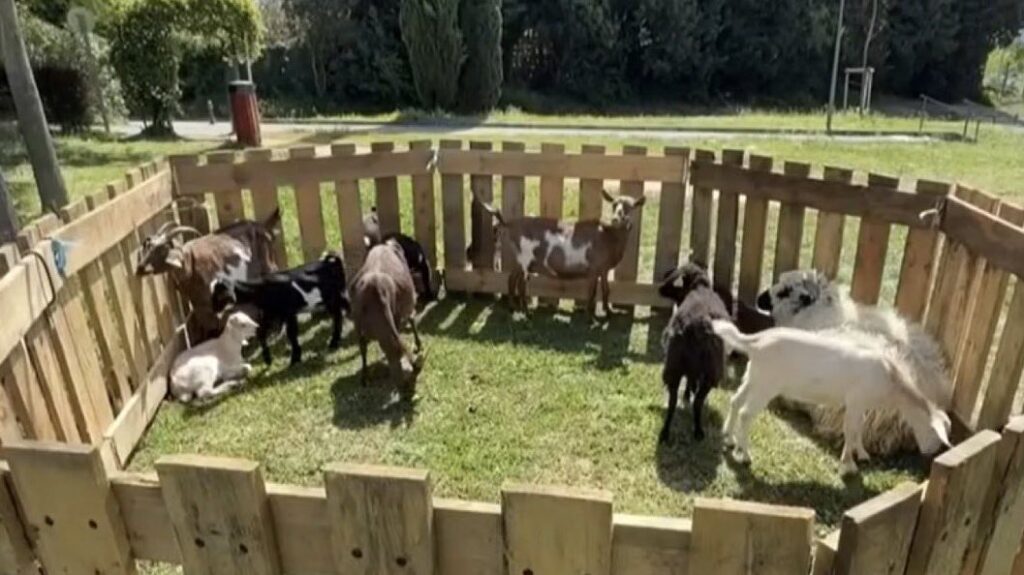 Συνέλαβαν στην Γαλλία Αφγανό «μετανάστη» που κακοποιούσε σεξουαλικά γίδες και αρνιά!