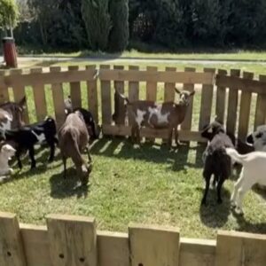 Συνέλαβαν στην Γαλλία Αφγανό «μετανάστη» που κακοποιούσε σεξουαλικά γίδες και αρνιά!