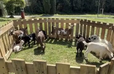 Συνέλαβαν στην Γαλλία Αφγανό «μετανάστη» που κακοποιούσε σεξουαλικά γίδες και αρνιά!