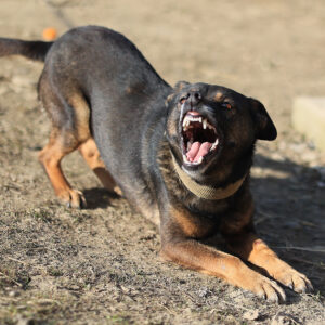 Τρόμος για 12χρονο στην Κρήτη: Δέχθηκε άγρια επίθεση από σκύλο ενώ περπατούσε (φώτο)