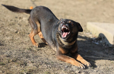 Τρόμος για 12χρονο στην Κρήτη: Δέχθηκε άγρια επίθεση από σκύλο ενώ περπατούσε (φώτο)