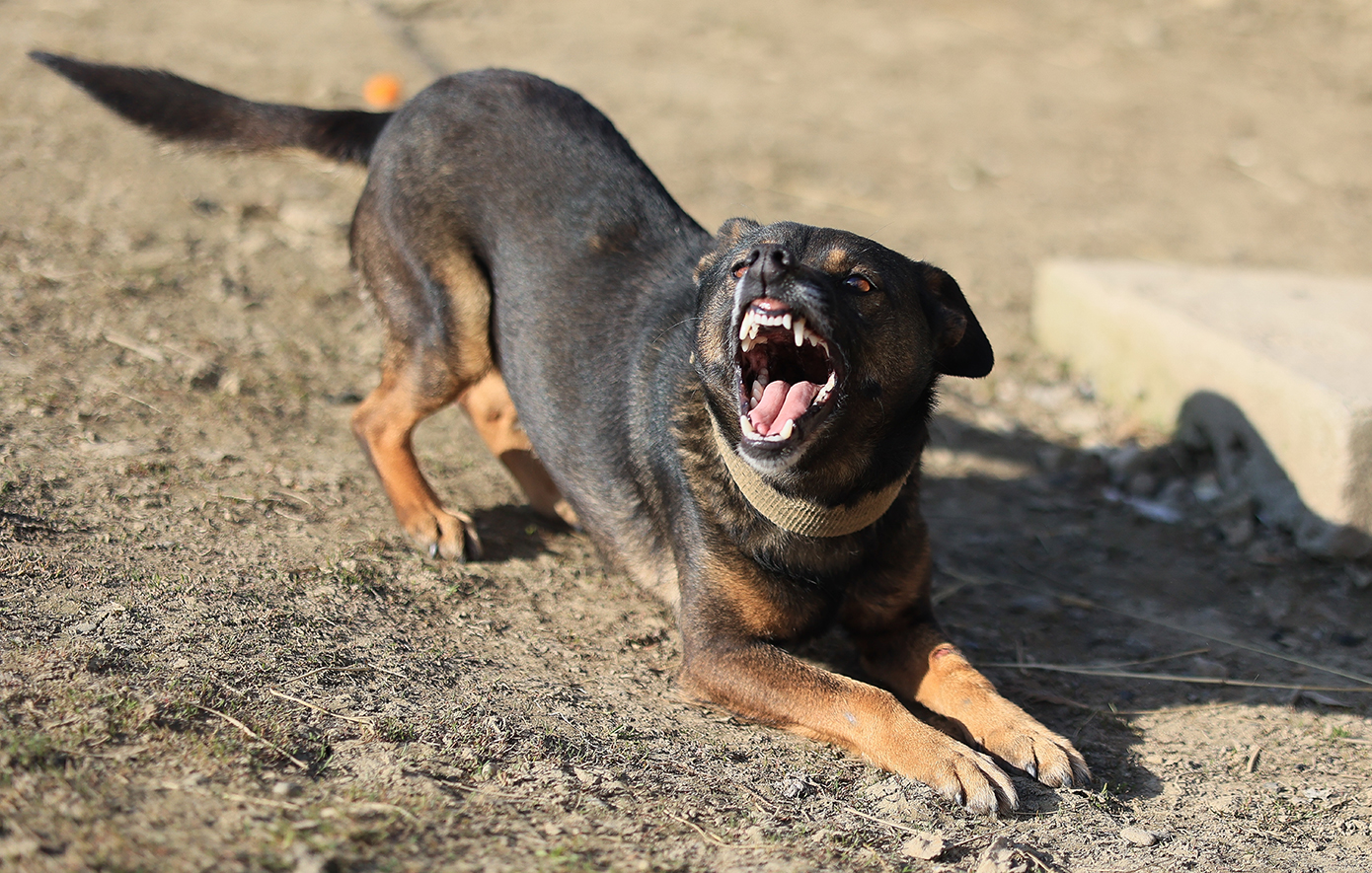 Τρόμος για 12χρονο στην Κρήτη: Δέχθηκε άγρια επίθεση από σκύλο ενώ περπατούσε (φώτο)