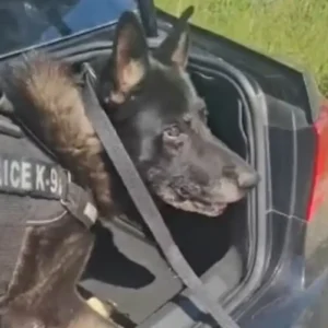 Βίντεο: Η στιγμή που σκύλος της ΕΛΑΣ εντοπίζει κοκαΐνη μέσα σε αυτοκίνητο αλλοδαπού