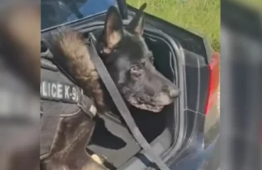 Βίντεο: Η στιγμή που σκύλος της ΕΛΑΣ εντοπίζει κοκαΐνη μέσα σε αυτοκίνητο αλλοδαπού