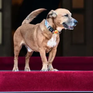 Μαξίμου: Δείτε τον Ε.Μακρόν να παίζει με τον τετράποδο Πίνατ (φώτο)