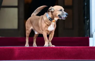 Μαξίμου: Δείτε τον Ε.Μακρόν να παίζει με τον τετράποδο Πίνατ (φώτο)