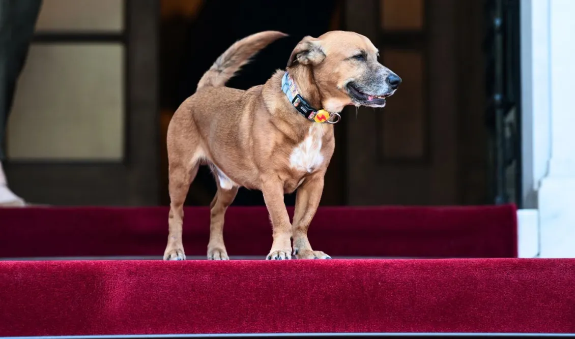 Μαξίμου: Δείτε τον Ε.Μακρόν να παίζει με τον τετράποδο Πίνατ (φώτο)