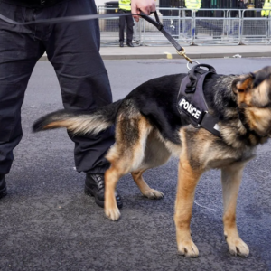 Βίντεο: Μεθυσμένος άνδρας… δάγκωσε αστυνομικό σκύλο κατά τη σύλληψή του στις ΗΠΑ