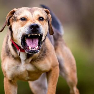 Στη ΜΕΘ ο 4χρονος που δέχθηκε άγρια επίθεση από σκύλο στα Χανιά: Τον δάγκωσε σε όλο το κορμί του