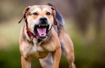 Στη ΜΕΘ ο 4χρονος που δέχθηκε άγρια επίθεση από σκύλο στα Χανιά: Τον δάγκωσε σε όλο το κορμί του