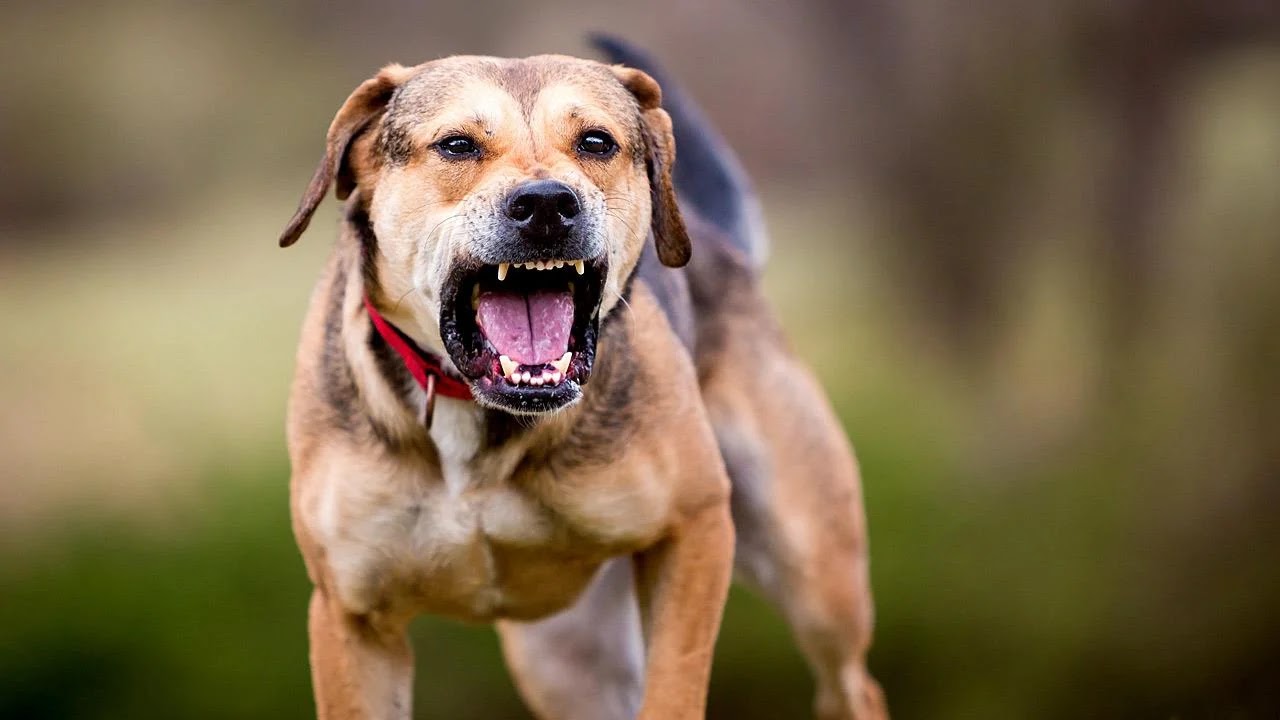 Στη ΜΕΘ ο 4χρονος που δέχθηκε άγρια επίθεση από σκύλο στα Χανιά: Τον δάγκωσε σε όλο το κορμί του