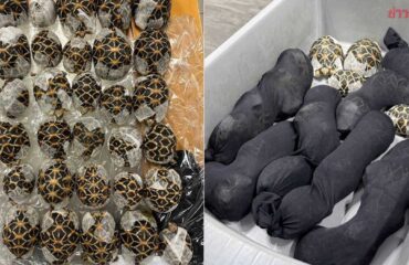 Ταϊλάνδη: Συνελήφθη 19χρονη στο αεροδρόμιο με 30 χελώνες κρυμμένες κάτω από τα ρούχα της (φώτο)