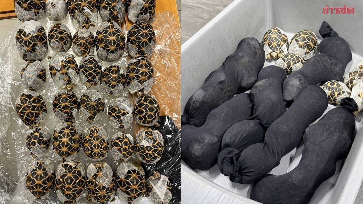 Ταϊλάνδη: Συνελήφθη 19χρονη στο αεροδρόμιο με 30 χελώνες κρυμμένες κάτω από τα ρούχα της (φώτο)