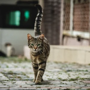 Ποινή φυλάκισης 6 ετών και πρόστιμο 30.000 ευρώ στον άνδρα που πυροβόλησε αδέσποτο γατάκι στη Λέσβο