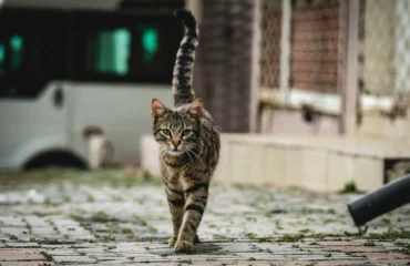 Ποινή φυλάκισης 6 ετών και πρόστιμο 30.000 ευρώ στον άνδρα που πυροβόλησε αδέσποτο γατάκι στη Λέσβο