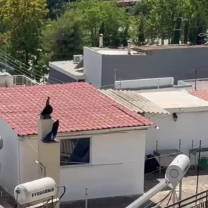 Γιαγιά παιδιών που ζούσαν σε «τρώγλη» στο Περιστέρι: «Δεν πήγαιναν σχολείο – Θα ζητήσω την επιμέλειά τους»