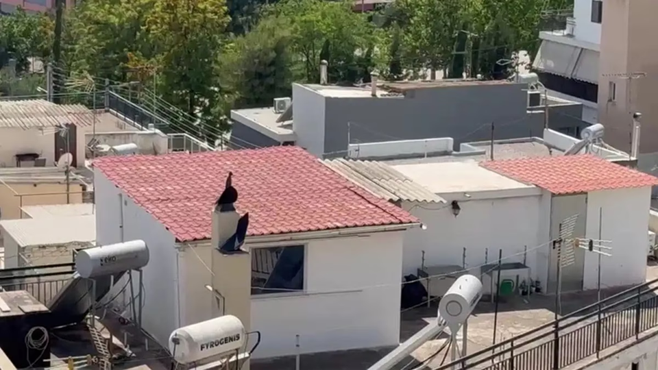 Γιαγιά παιδιών που ζούσαν σε «τρώγλη» στο Περιστέρι: «Δεν πήγαιναν σχολείο – Θα ζητήσω την επιμέλειά τους»