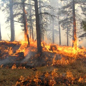 Ολλανδία: Μεγάλες  δασικές πυρκαγιές κοντά σε στρατιωτικές εγκαταστάσεις