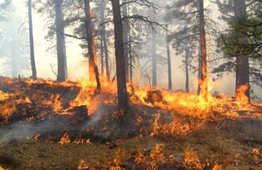 Ολλανδία: Μεγάλες  δασικές πυρκαγιές κοντά σε στρατιωτικές εγκαταστάσεις