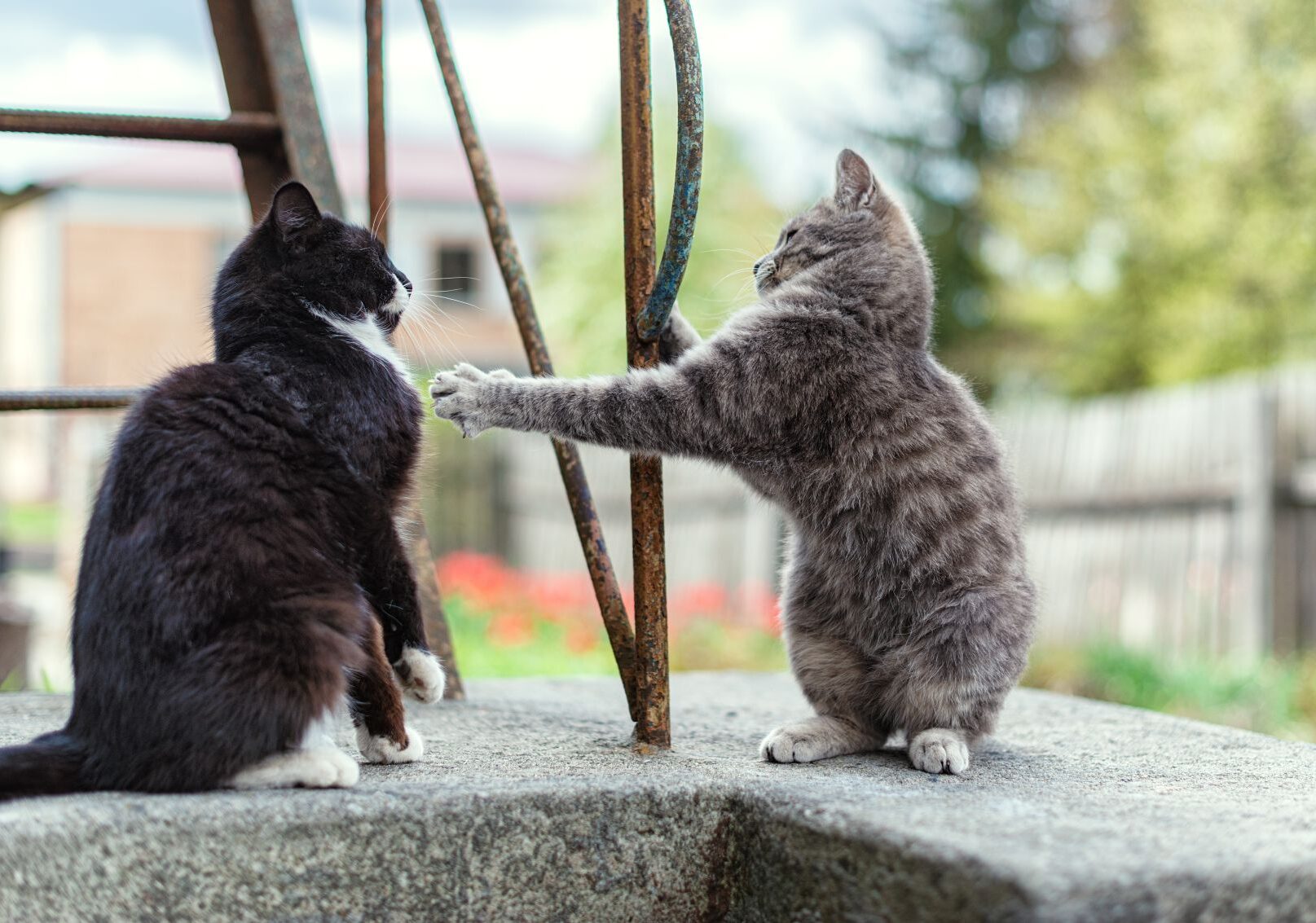 Θεσσαλονίκη: «Τσουχτερό» το πρόστιμο σε γυναίκα που βασάνιζε γάτες