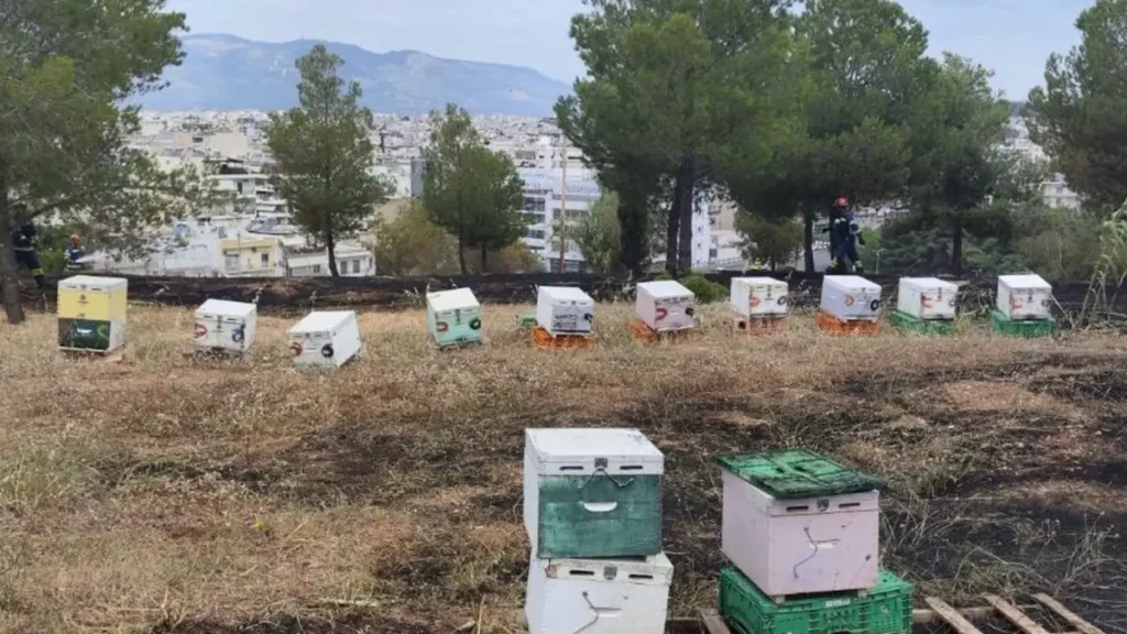 Συνελήφθη ο 45χρονος μελισσοκόμος για την φωτιά στο Άλσος Βεΐκου