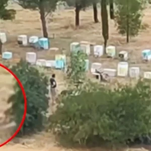 Αθωώθηκε ο μελισσοκόμος που κατηγορήθηκε για τον εμπρησμό στο άλσος Βεΐκου