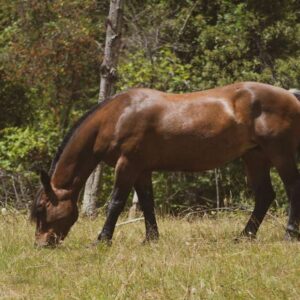 Κρήτη: Φυλάκιση και πρόστιμο 33.000 ευρώ σε ιδιοκτήτη αλόγου που το άφηνε νηστικό και το βασάνισε μέχρι θανάτου