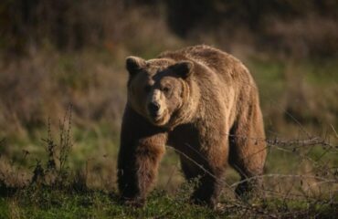 Βίντεο: Η στιγμή που αρκούδα εισβάλλει σε χώρο πικνίκ στην Τουρκία και τρώει το φαγητό επισκεπτών