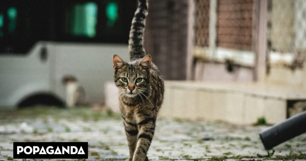 Κτηνωδία στη Θεσσαλονίκη: Συνταξιούχος αστυνομικός δηλητηρίασε με φόλα οκτώ αδέσποτες γάτες